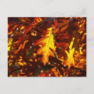 Autumn colours postcard