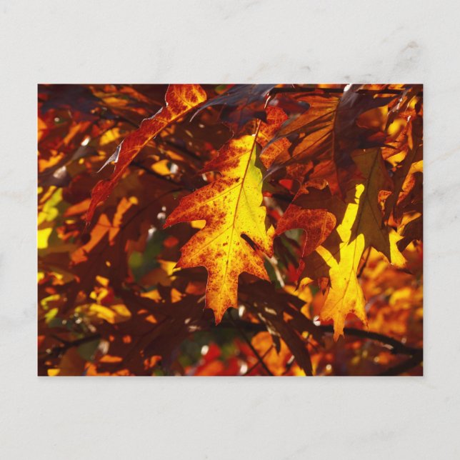 Autumn colours postcard (Front)