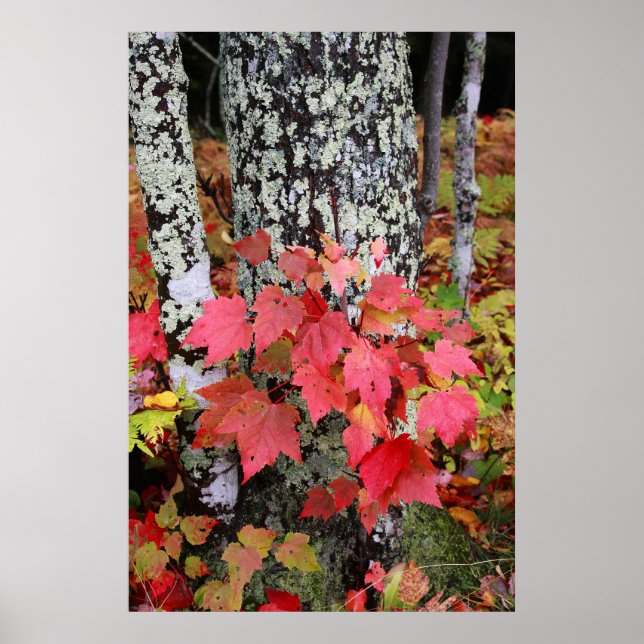Autumn Colours Poster (Front)