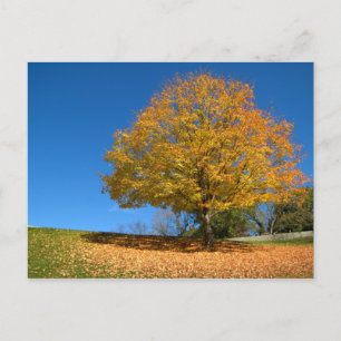 Autumn Colours, West Virginia Postcard