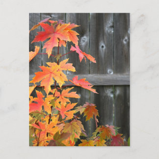 Autumn contrasts postcard
