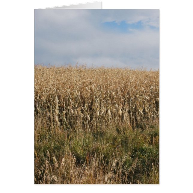 Autumn Corn Harvest (Front)