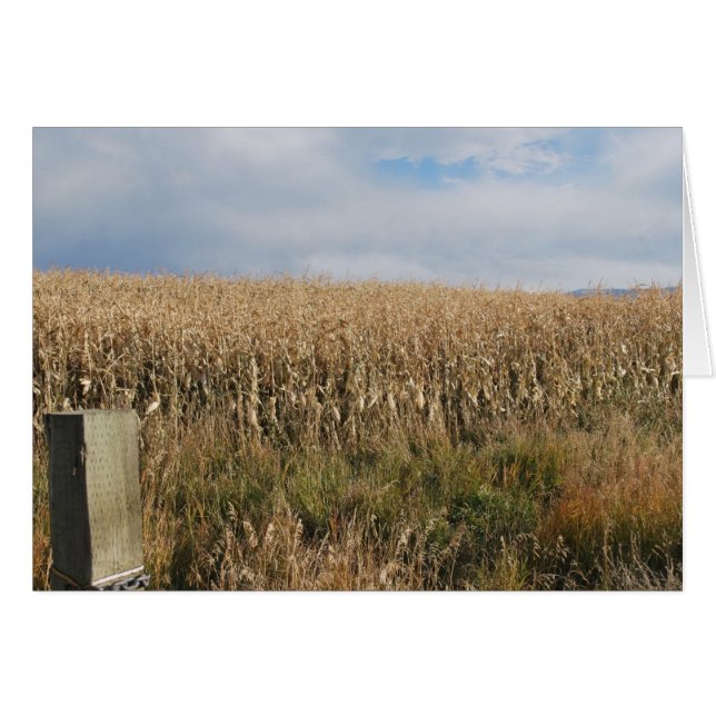Autumn Corn Harvest (Front Horizontal)