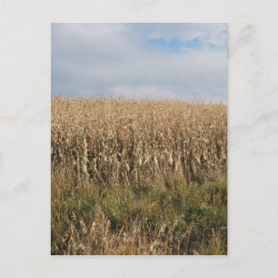 Autumn Corn Harvest Postcard