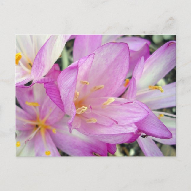 Autumn Crocus Announcement Postcard (Front)