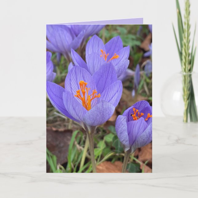Autumn Crocus Blank Greeting  Card (Front)