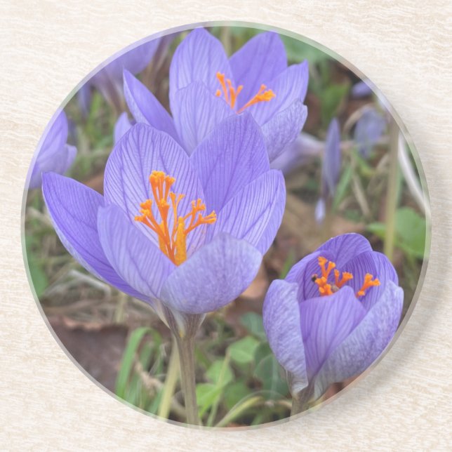 Autumn Crocus Coaster (Front)