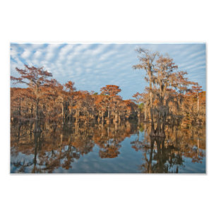 Autumn Cypress Trees at Caddo Lake print