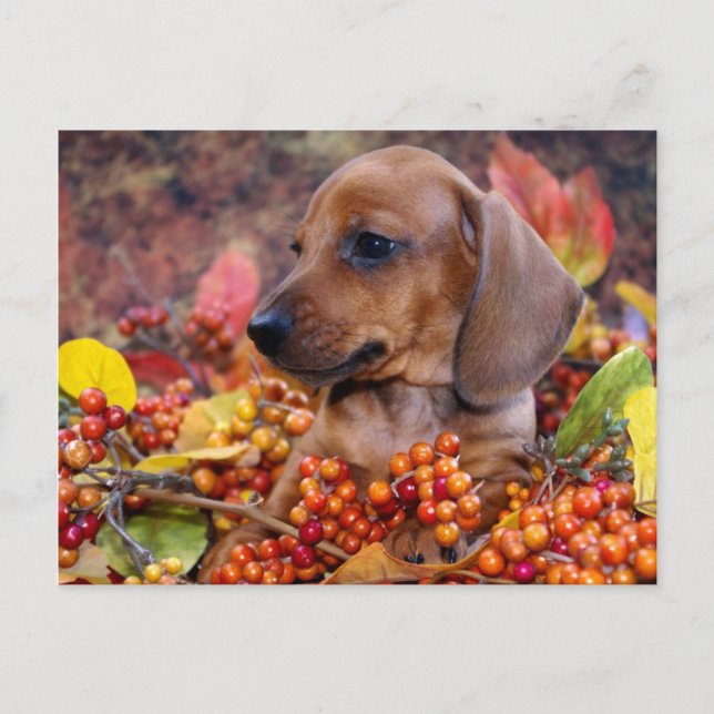 Autumn Dachshund Puppy Postcard (Front)
