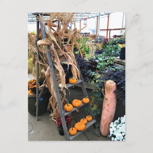 Autumn Decor Postcard (Front)