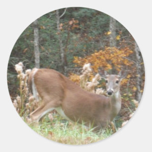 Autumn Deer in Lake Arrowhead GA Classic Round Sticker