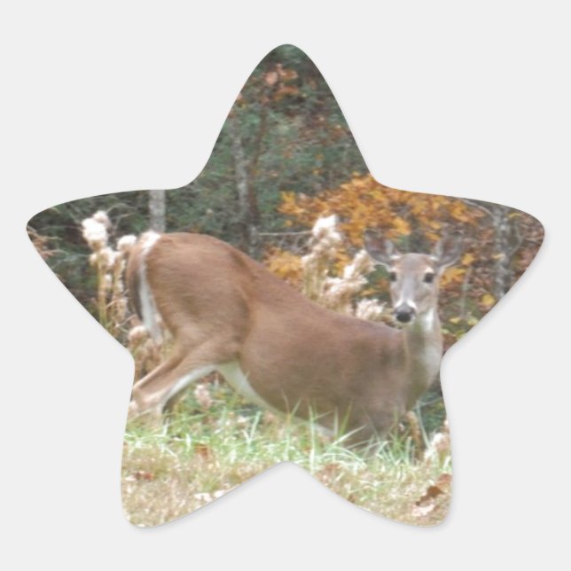 Autumn Deer in Lake Arrowhead GA Star Sticker (Front)