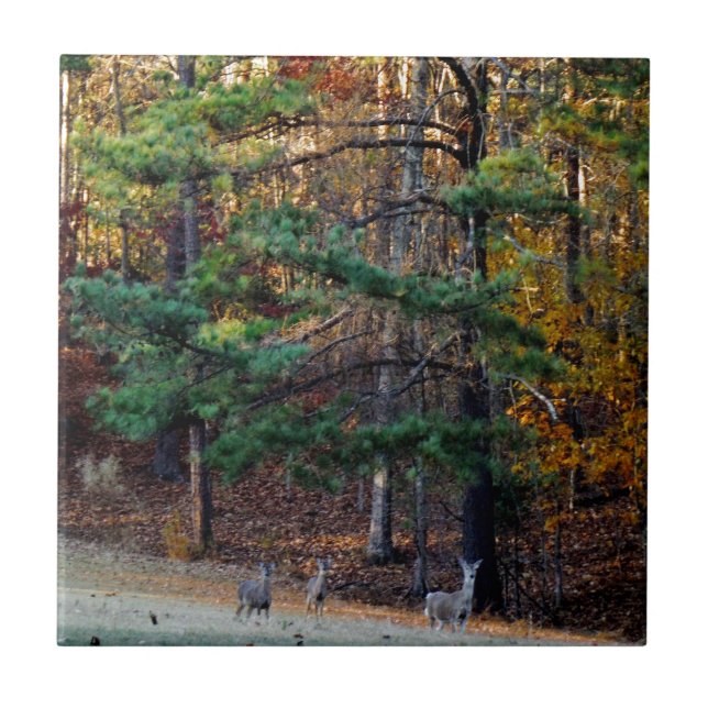 Autumn Deer in the distance Tile (Front)