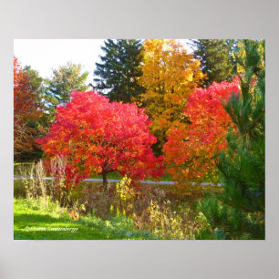 "AUTUMN DELIGHT"/FALL COLOR AT TOLEDO BOTANICAL POSTER
