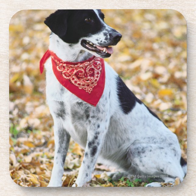 Autumn Dog Coaster (Front)