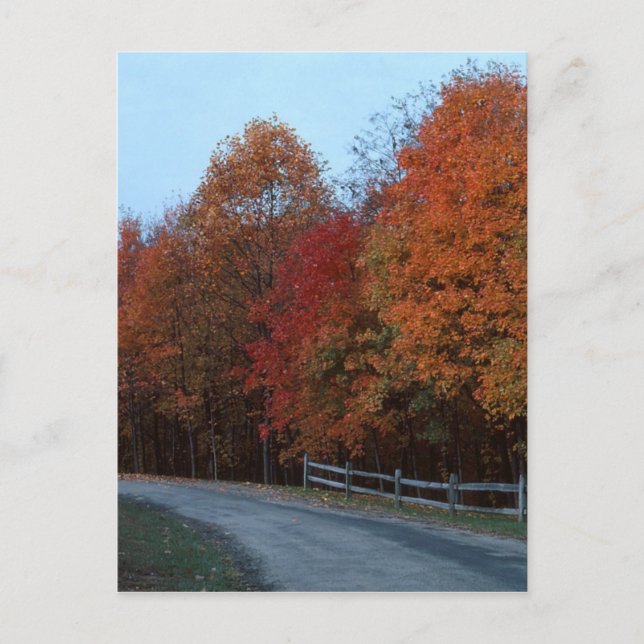 Autumn Drive--2 Postcard (Front)