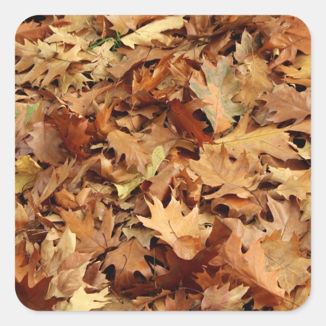 autumn, dry leaves square sticker (Front)