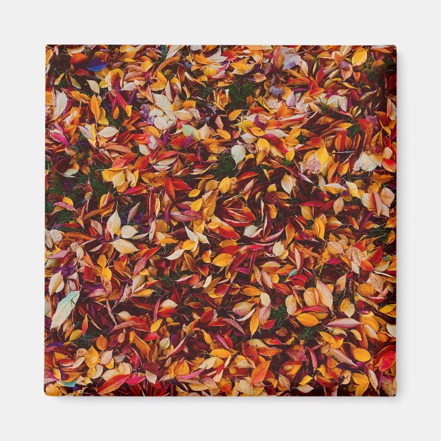 Autumn Fall Color Foliage Leaves Photo Magnet (Front)