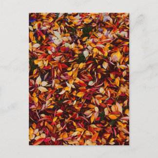 Autumn Fall Color Foliage Leaves  Postcard