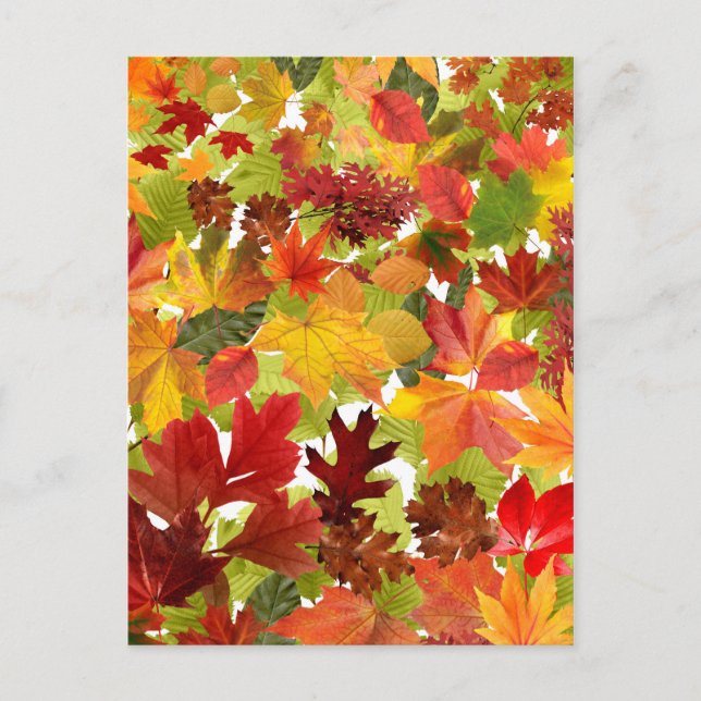 Autumn Fall Leaves Postcard (Front)