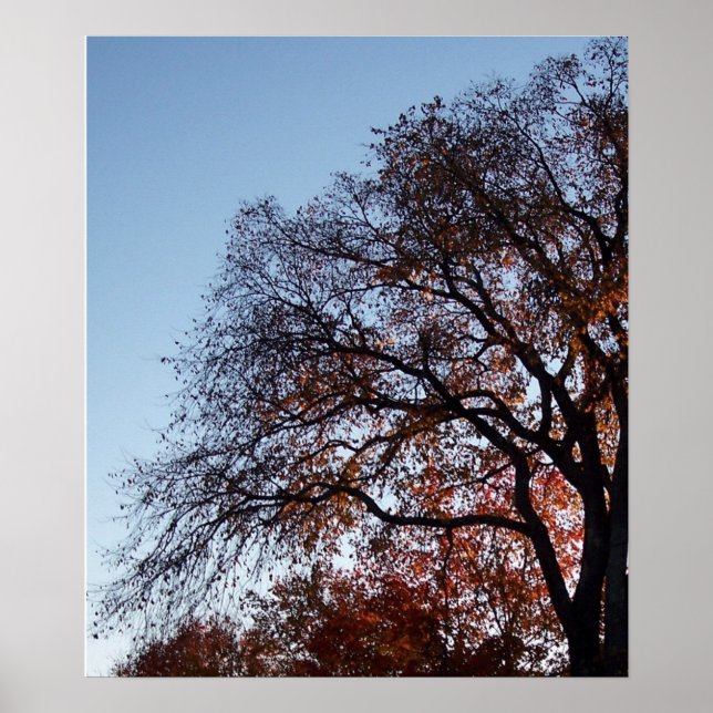 Autumn Fall Trees Tree  Poster (Front)