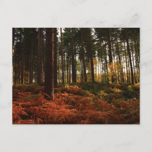 Autumn Ferns Postcard