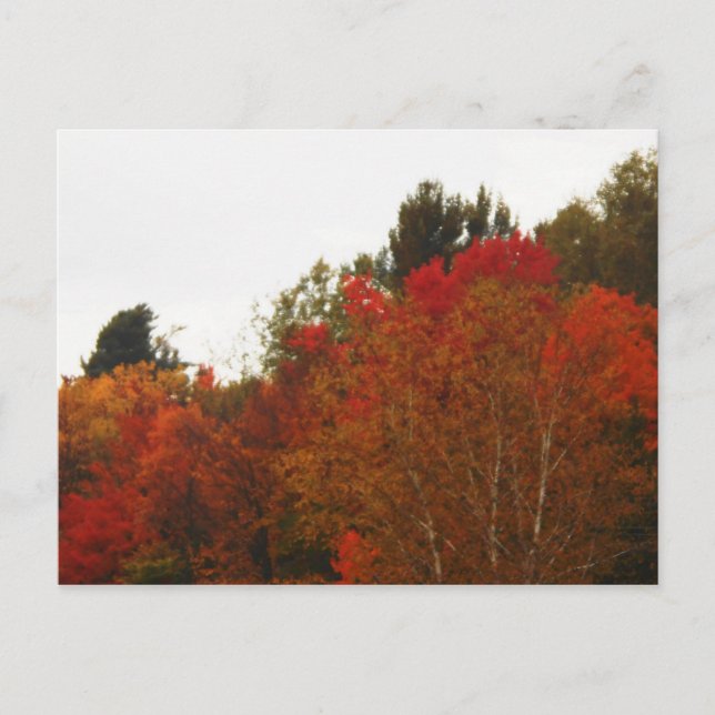 Autumn Field Adirondacks Trees Scene Landscape Postcard (Front)