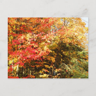Autumn Field Adirondacks Trees Scene Landscape Postcard