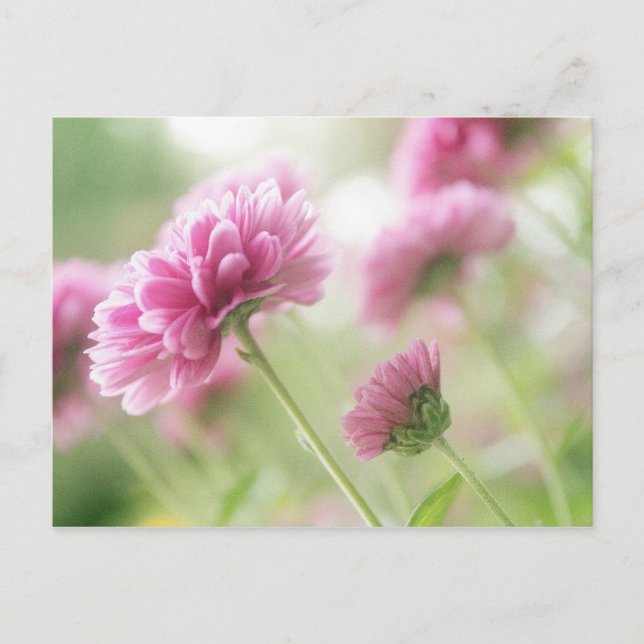 Autumn flowers postcard (Front)