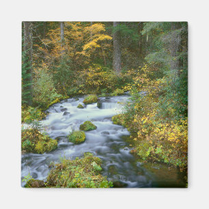Autumn foliage & Douglas Fir Border Roaring River Magnet