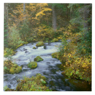 Autumn foliage & Douglas Fir Border Roaring River Tile