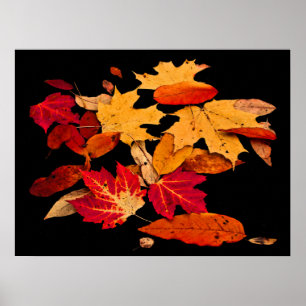 Autumn Foliage in Red Orange Yellow Brown Poster