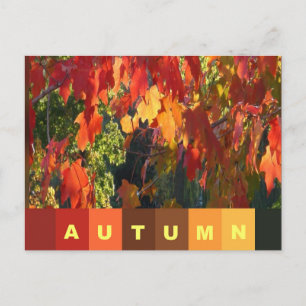 Autumn Foliage Postcard