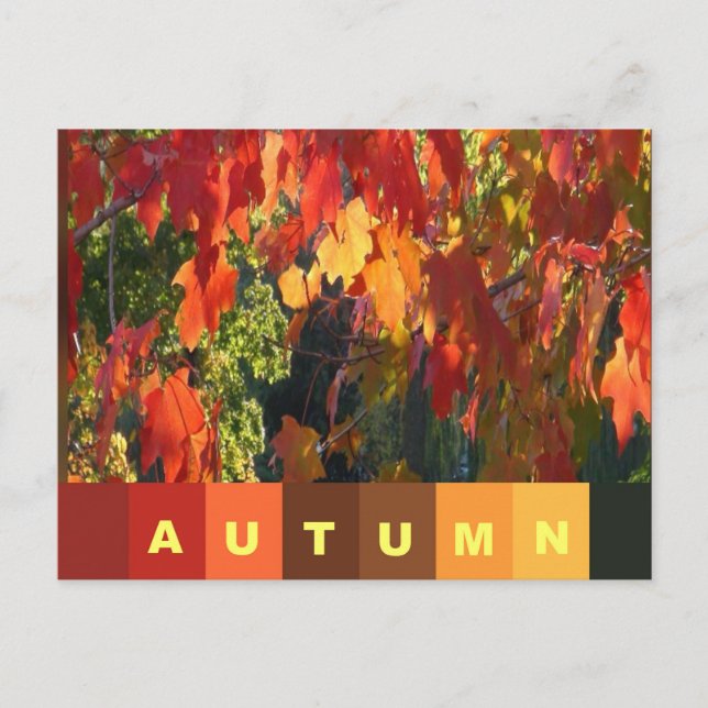 Autumn Foliage Postcard (Front)