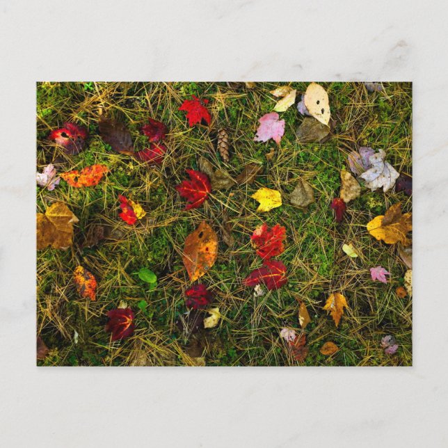 Autumn forest floor postcard (Front)