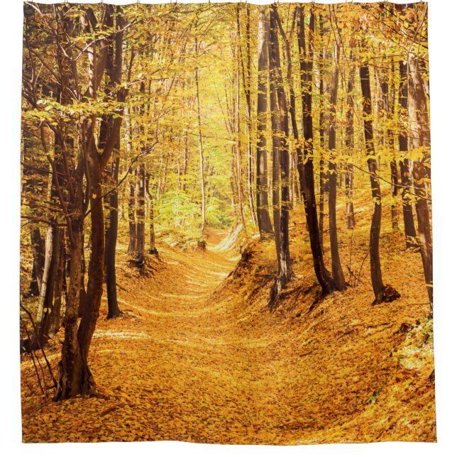 Autumn forest landscape (Front)
