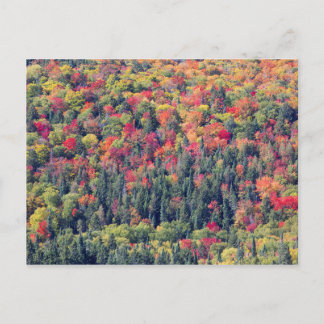 Autumn Forest Landscape Postcard