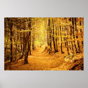 Autumn forest landscape poster