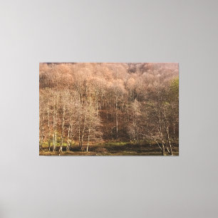 Autumn Forest Landscape - Wild Nature Romania Canvas Print