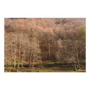 Autumn Forest Landscape - Wild Nature Romania Photo Print