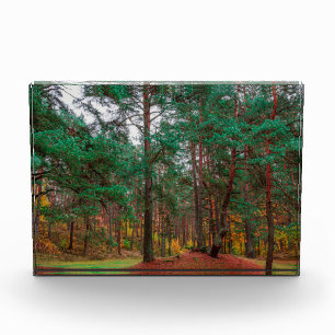 Autumn forest photo block