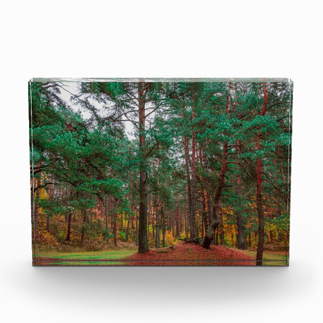 Autumn forest photo block (Front)