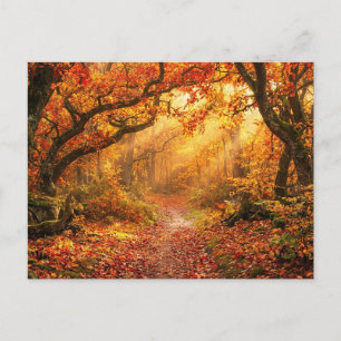 Autumn Forest Postcard