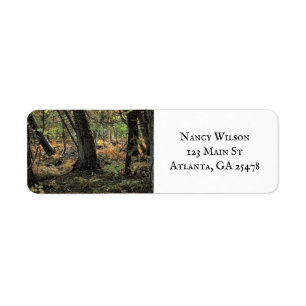 Autumn forest scene