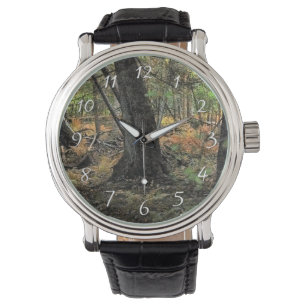Autumn forest scene           watch