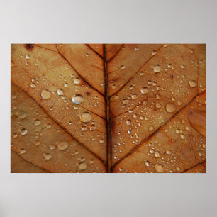 Autumn Framed Print