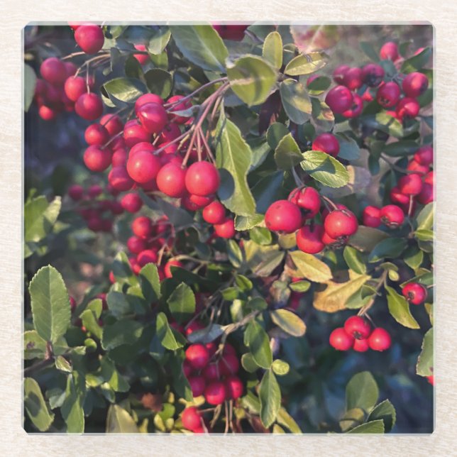 Autumn fruit glass coaster (Front)