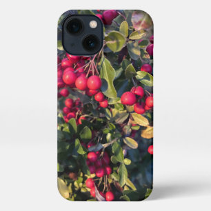 Autumn fruit iPhone 13 case
