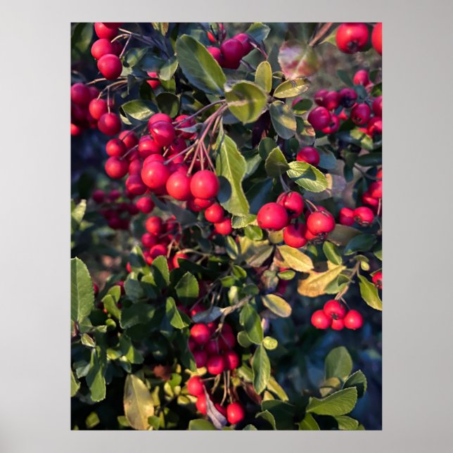 Autumn fruit poster (Front)