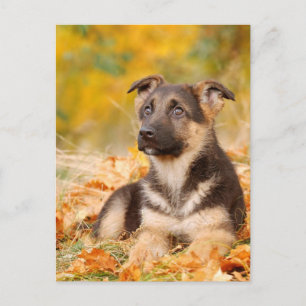 Autumn German shepherd dog puppy Postcard